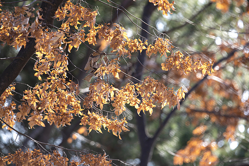 가을에 메마른 잎사귀가 달린 나무