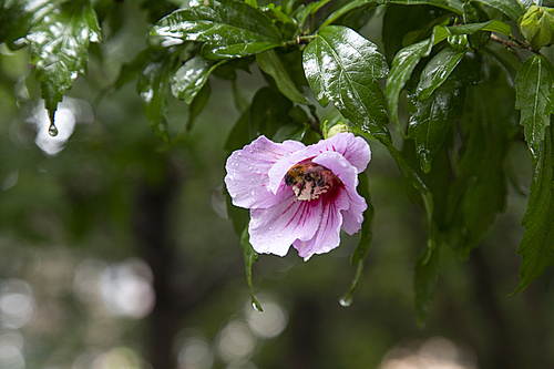 비온후 비에 젖은 무궁화 꽃