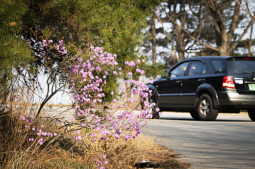 길가에 진달래꽃이 피어있는 도로를 지나가는 자동차
