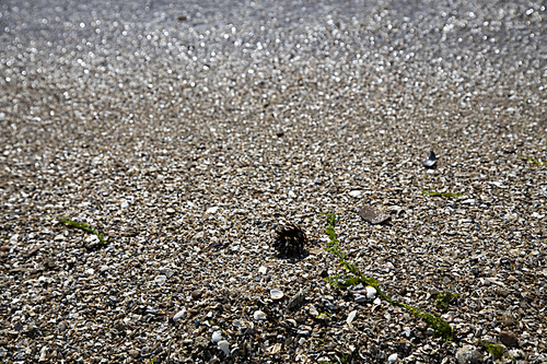 파도에 떠밀려온 바다가 모래밭위의 솔방울