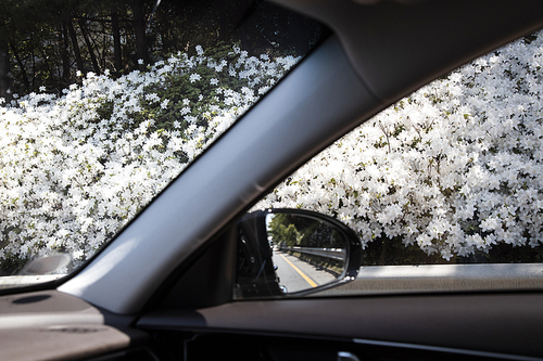 자동차 창가로 보이는 흰철쭉꽃