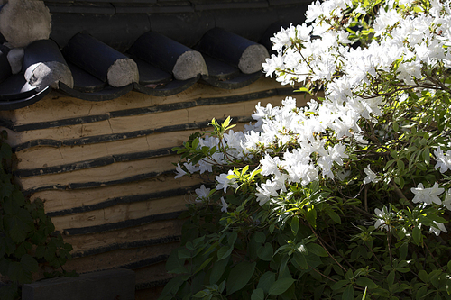담장옆에서 꽃을 피운 하얀 철쭉꽃