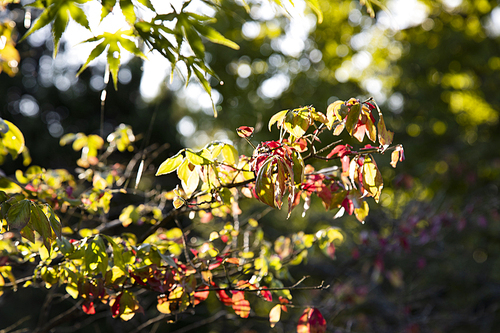 가을 햇살에 발갛게 물든 나뭇잎