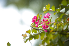 핑크빛 베롱나무 꽃