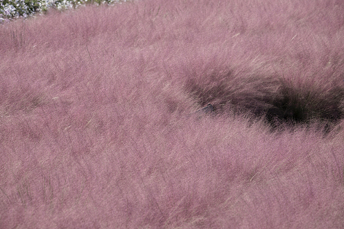가을에 피어난 핑크뮬리