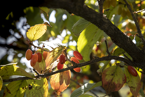 가을햇살을 받으며 있어가는 보리수 열매