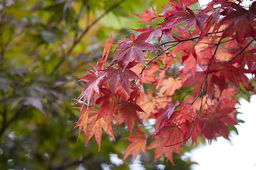 가을 붉은 단풍나무