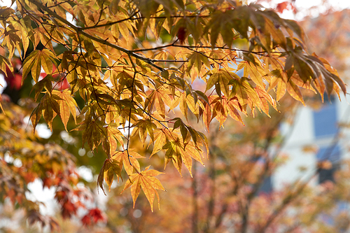 가을 단풍나무