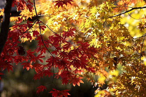 가을 붉은 단풍나무