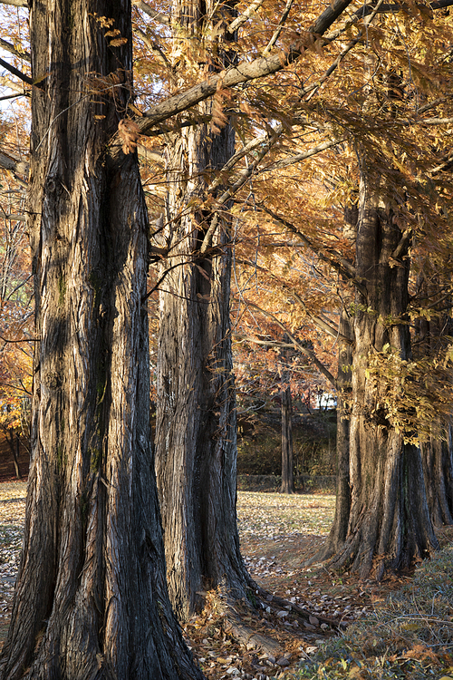 가을 햇살을 받고 있는 메타세콰이어 나무