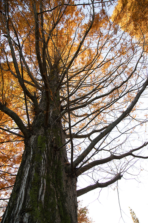 가을 햇살을 받고 있는 메타세콰이어 나무