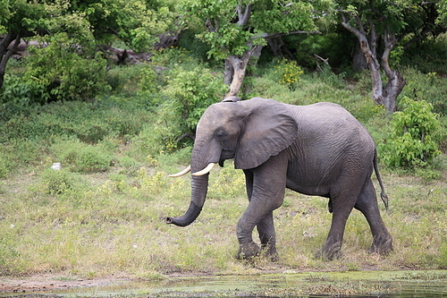 아프리카 보츠와나 초베국립공원 코끼리