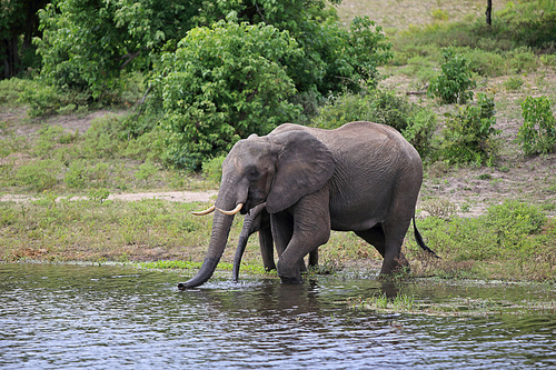 아프리카 보츠와나 초베국립공원 코끼리