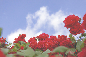 파란하늘에 빨간 장미꽃