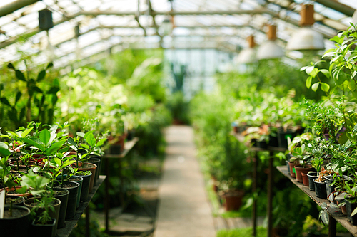 Interior of greenhouse with growing plants