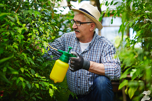 Mature man gardening in green-house