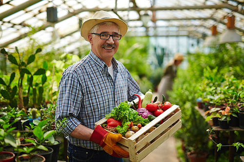 Mature farmer with grown vegetables 