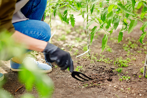 Gardener loosening soil with special tool