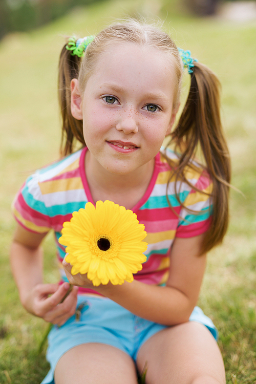 Cute child holding beautiful yellow gerbera