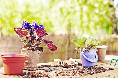 House plants on table outdoors