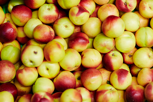 Close-up of group of nectarines