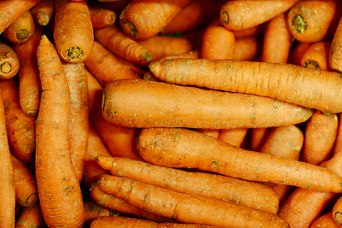Close-up of row of carrots