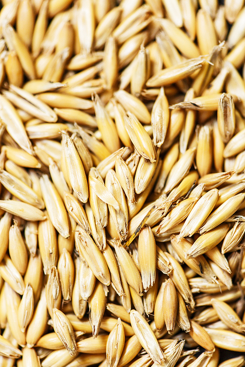 Whole wheat grains close-up background