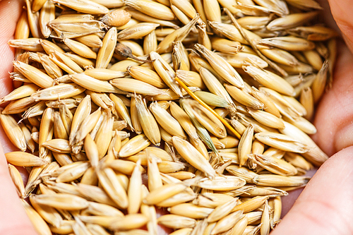 Close-up of barley seeds in human hands
