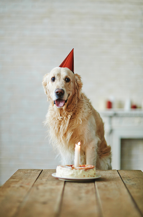 Cute dog in birthday cap sitting by table with dessert