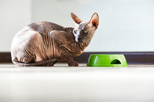 Purebred sphinx cat eating her food