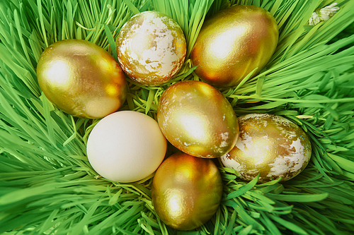 Close-up of golden Eater eggs