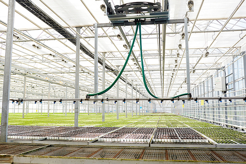 Seedlings in greenhouse with modern system of irrigation