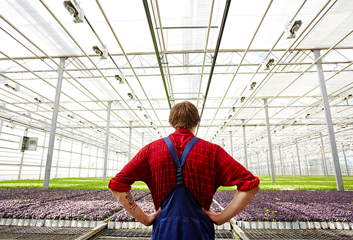 Rear view of young farmer looking at crops in glasshouse