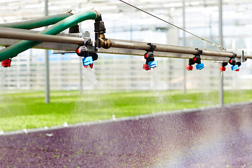 Pipeline with taps for irrigating saplings in hothouse