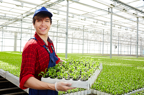 Successful farmer holding green crops of lettuce in his glasshouse