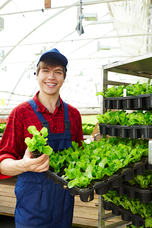 Young man in uniform holding small pots with green lettuce