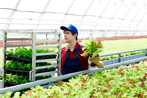 Owner of greenhouse working with lettuce seedlings