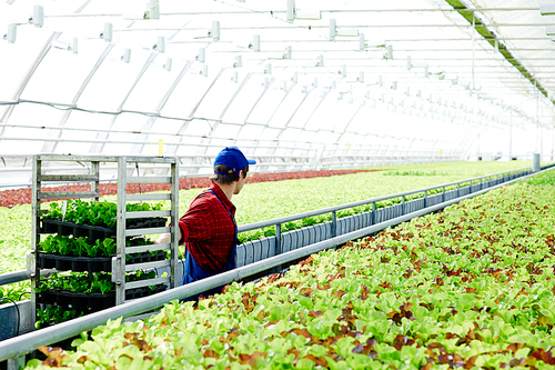 Worker of greenhouse walking along growing lettuce and pulling seedlings of new sorts of plants