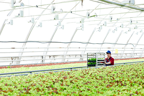 Young farmer moving along aisle between lettuce plantations inside hothouse