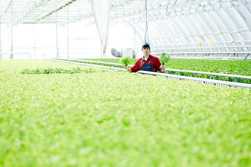 Young agricultural specialist holding two bunches of fresh lettuce grown in his greenhouse