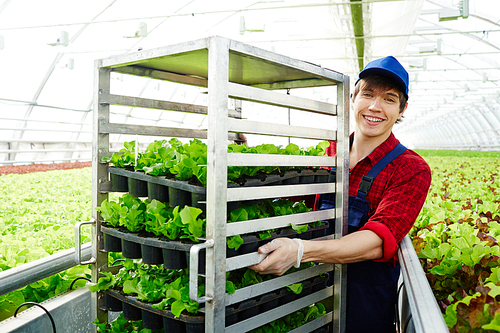 Happy guy in uniform moving with green seedlings along plantations with lettuce