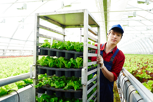 Young agro-engineer pushing cart with green lettuce seedlings in small pots