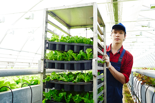 Young man in uniform working in greenhouse with seedlings of lettuce