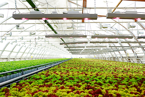 Various sorts of multi-color lettuce growing on plantations inside hothouse