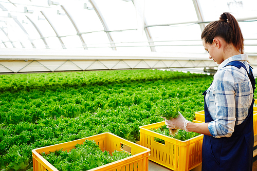 Young farmer in uniform picking up fresh lettuce in greenhouse and putting it into yellow plastic boxes