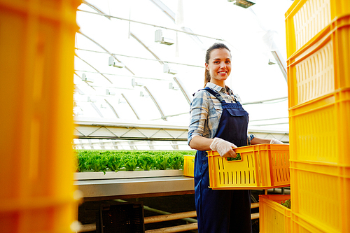 Young woman with farm basket putting it into stack of others while working in glasshouse