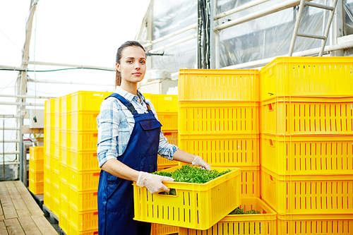Young staff of private farm preparing boxes with organic food for market sale