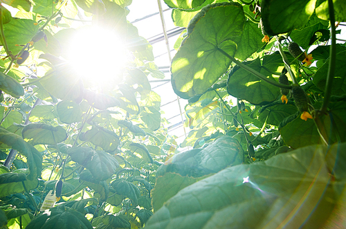 Low angle view of cucumber plants growing in modern greenhouse, lens flare