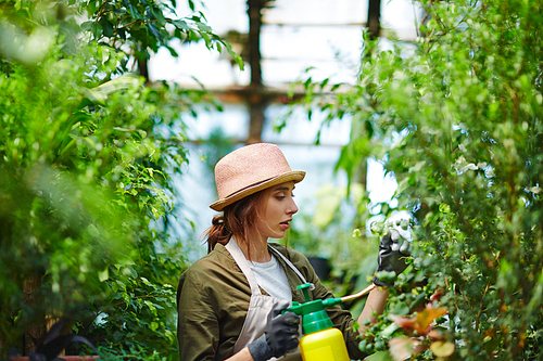 Side view portrait of beautiful young woman enjoying working with plants in glasshouse, treating trees and shrubs with chemicals from spray can