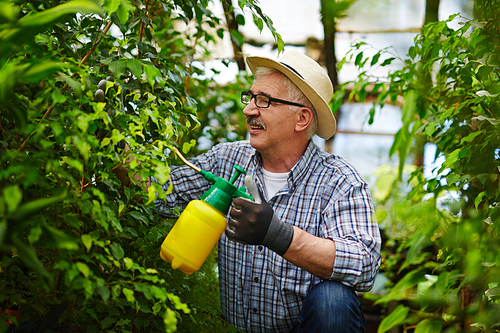 Side view portrait of senior gardener wearing straw hat enjoying working with plants in glasshouse, treating trees and shrubs with chemicals from spray can